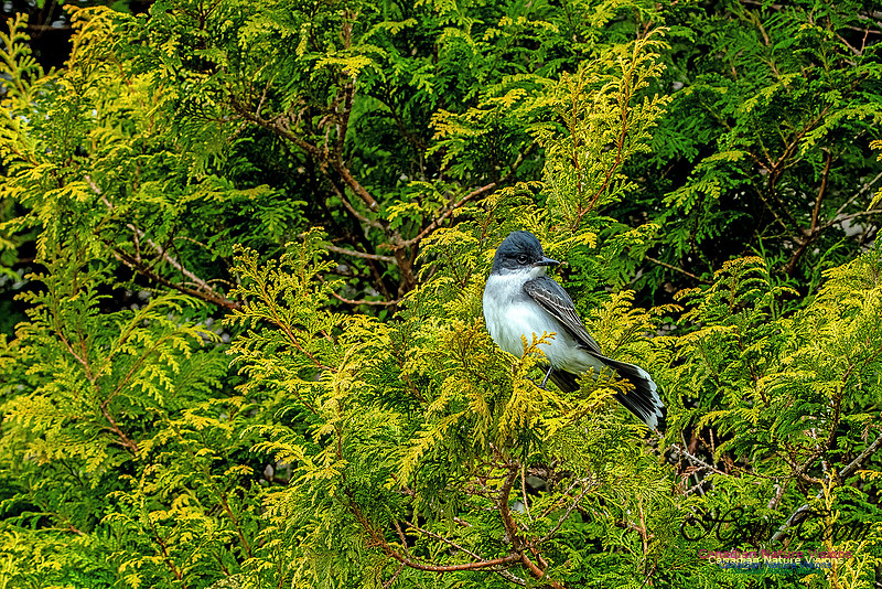 Eastern Kingbird 103