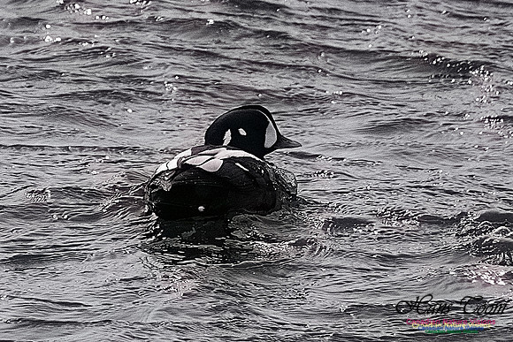 Harlequin Duck 102