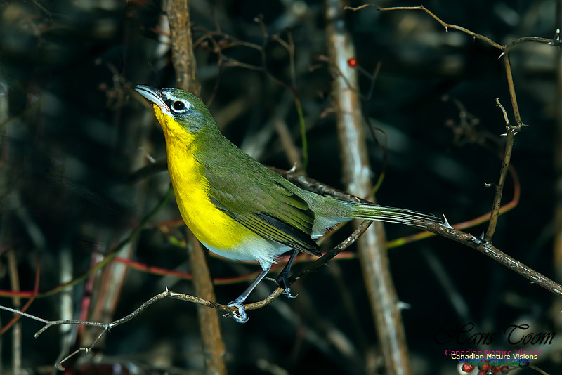 Yellow-breasted Chat