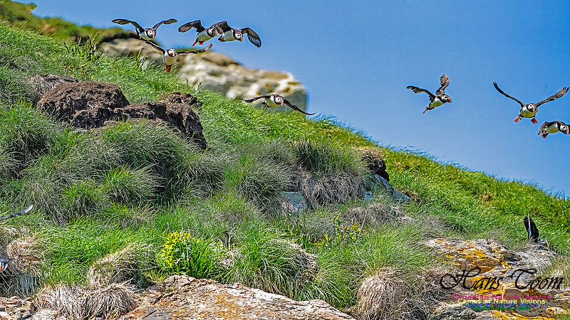 Great Island Puffins 121