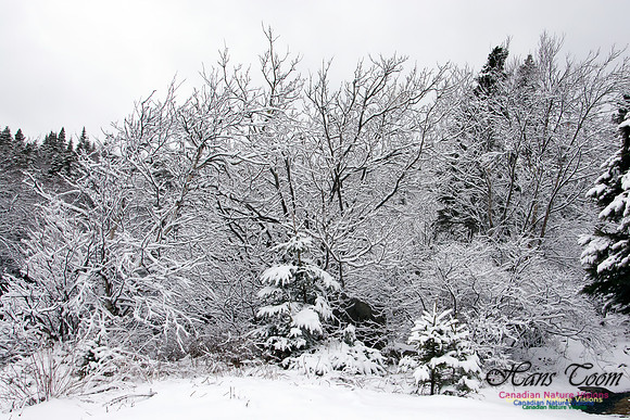 Late Winter Snowfall March 11,2016