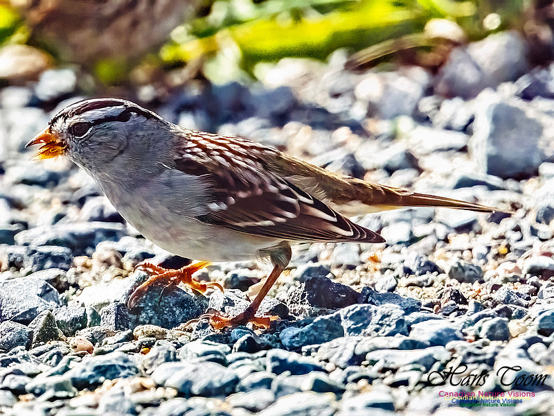 White-crowned Sparrow 110