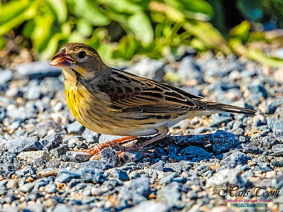 Dickcissel 106
