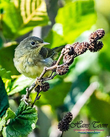 Mourning Warbler 104