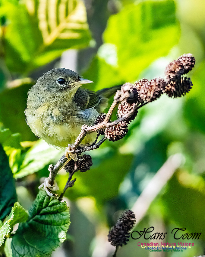 Mourning Warbler 104