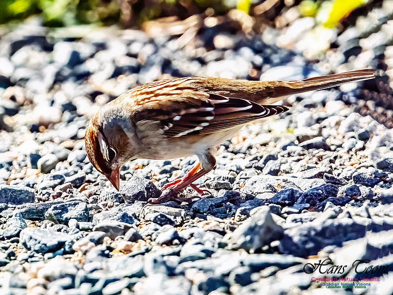 White-crowned Sparrow 102