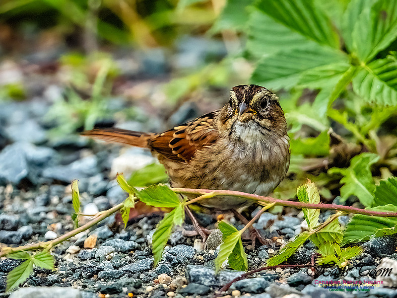 Swamp Sparrow 107