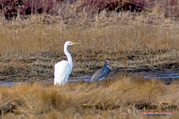 Tricoloured Heron and Great Egret 1