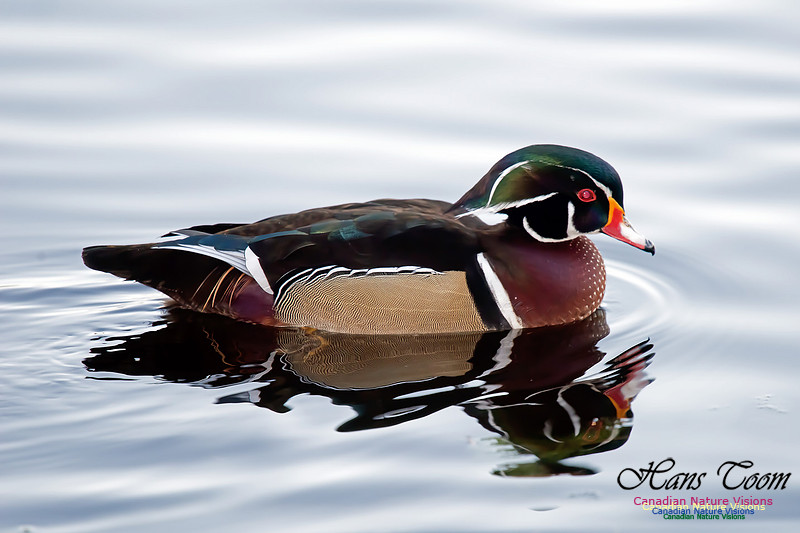 Wood Duck