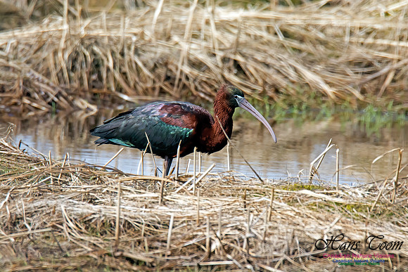 Glossy Ibis