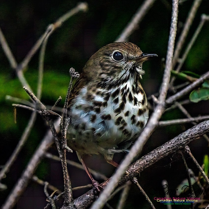 Hermit Thrush 101
