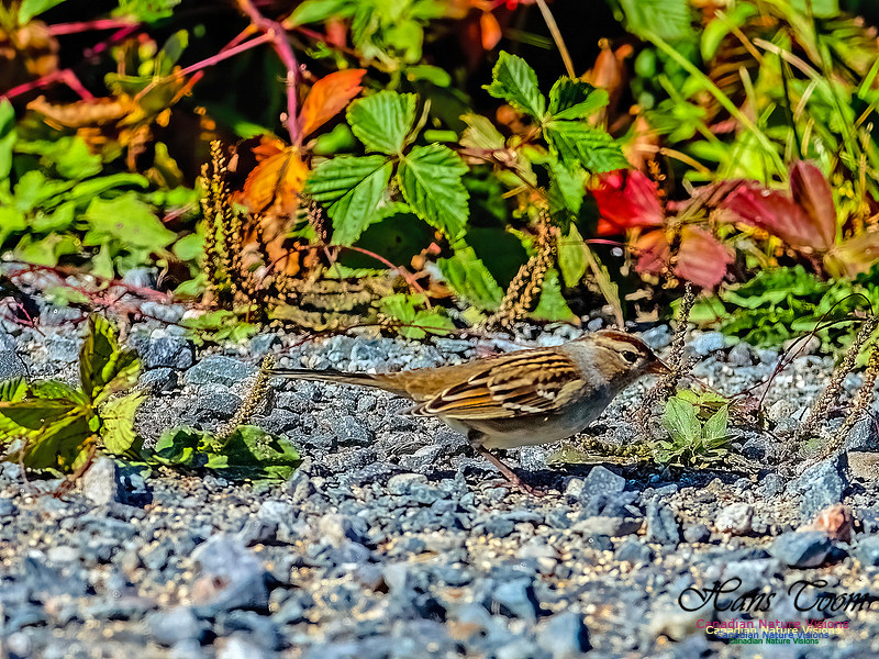 White-crowned Sparrow 154