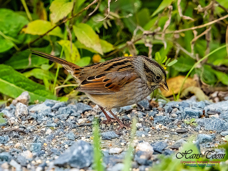 Swamp Sparrow 804