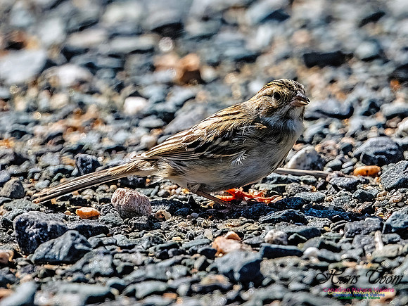 Swamp Sparrow 506