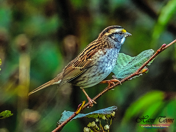 White-throated Sparroww 352