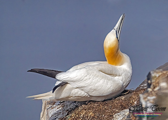 Cape St. Mary's 115