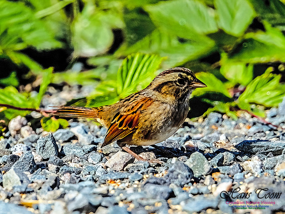Swamp Sparrow 156