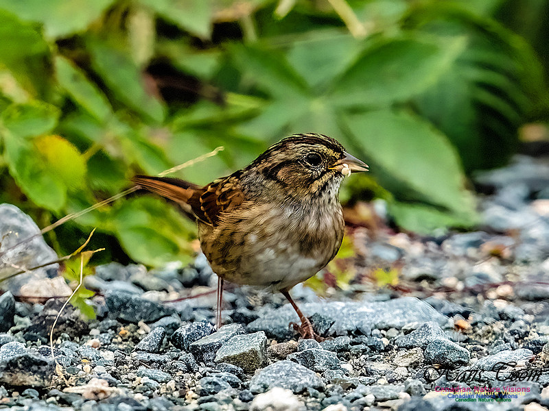 Swamp Sparrow 102