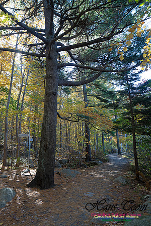 Frog Pond Stroll 115