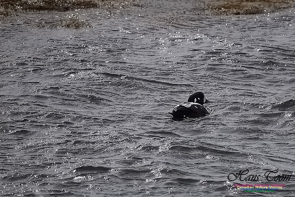 Harlequin Duck 103