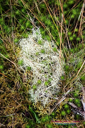 Dodder(Cuscata sp) and Hair Cap Moss