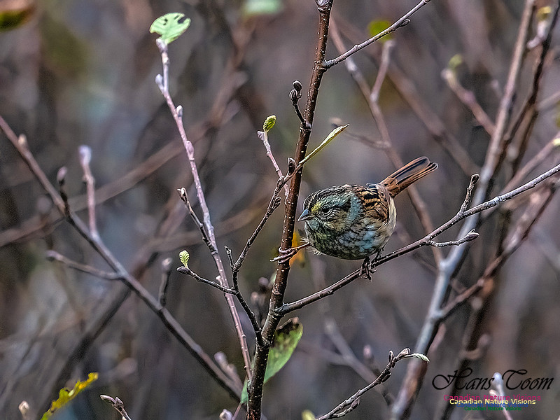 Swamp Sparrow 800