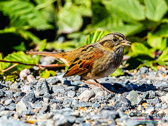 Swamp Sparrow 158
