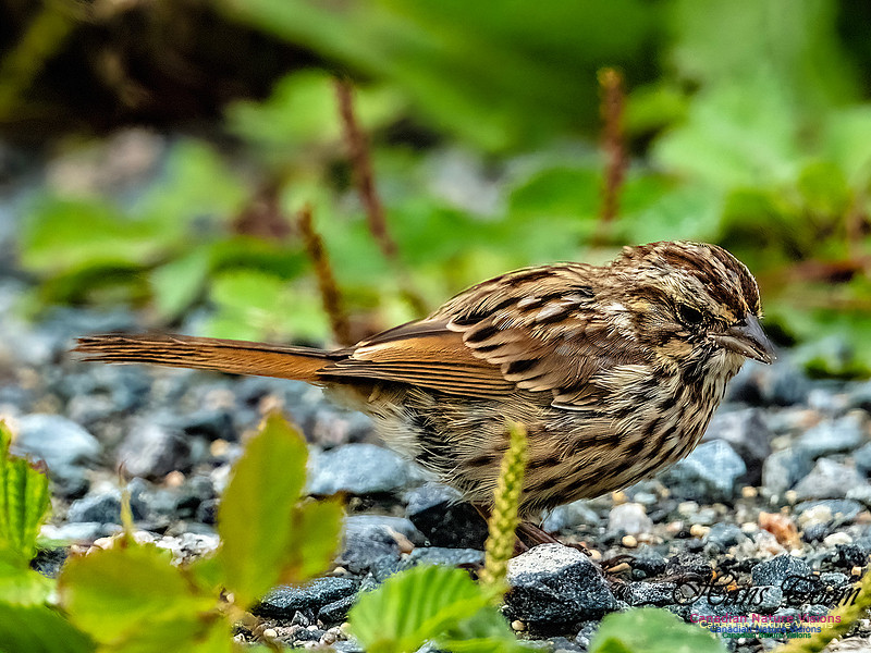 Song Sparrow 101