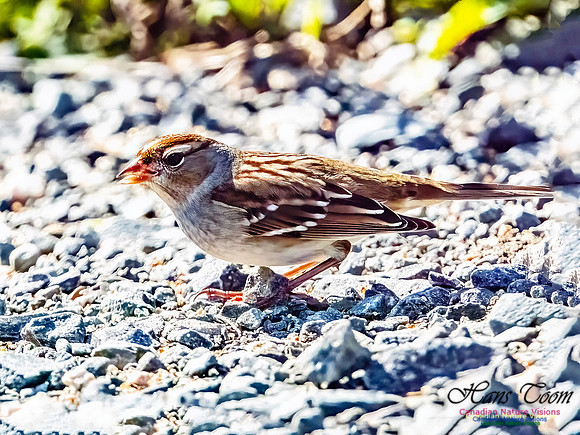 White-crowned Sparrow 101