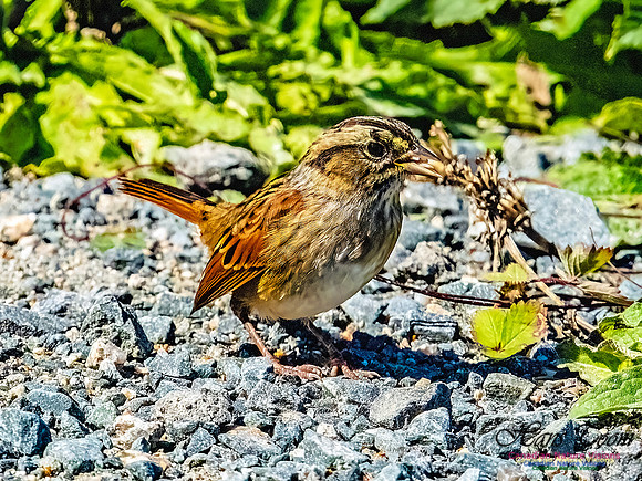 Swamp Sparrow 151
