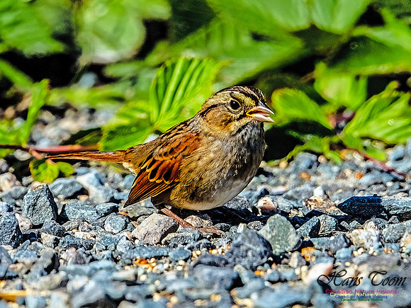 Swamp Sparrow 155