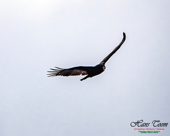 Turkey Vulture 100