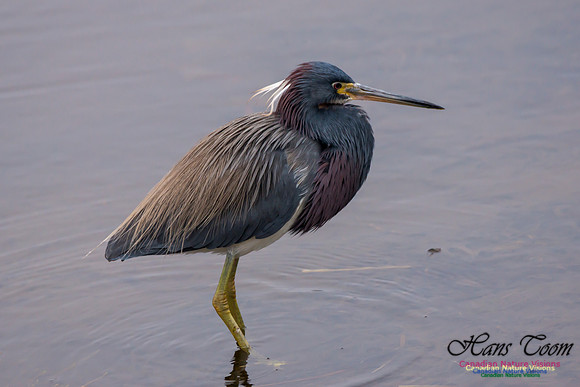 Tricoloured Heron 29
