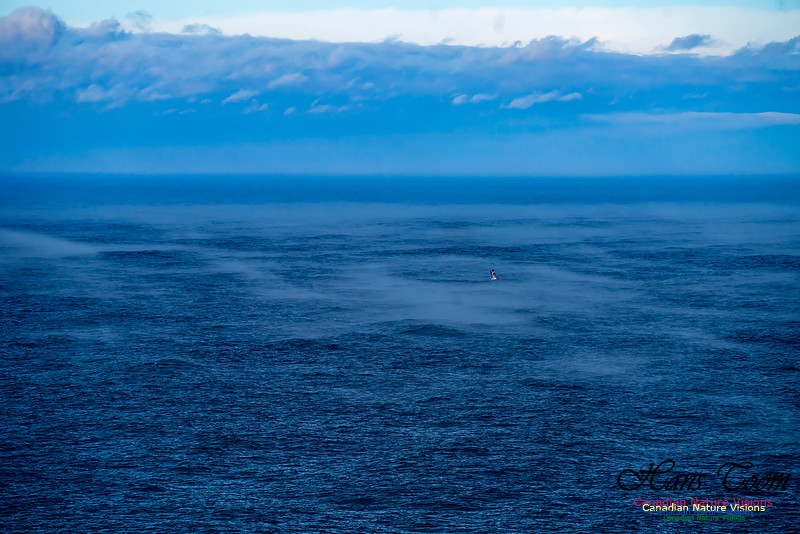 Aura of Ocean 102