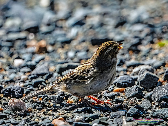 Swamp Sparrow 503