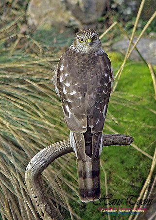 Sharp-shinned Hawk 8