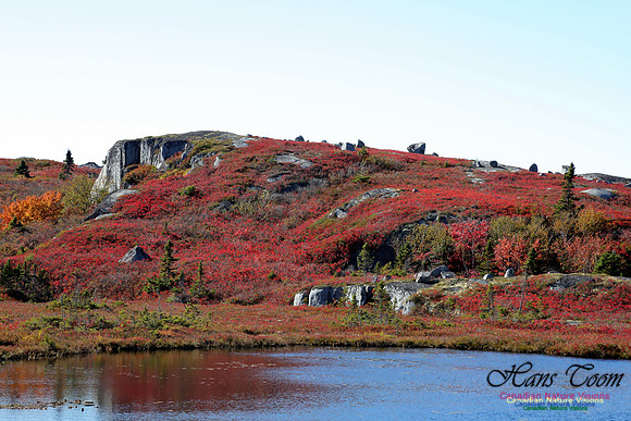 CoastalBarrensFall2016-1013