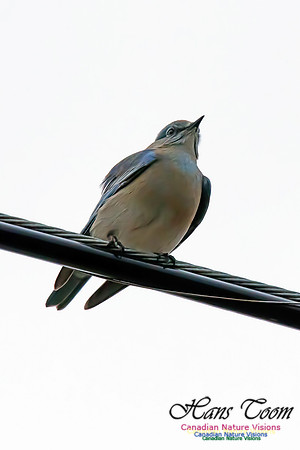 Mountain Bluebird