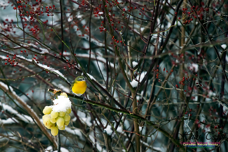 Yellow-breasted Chat