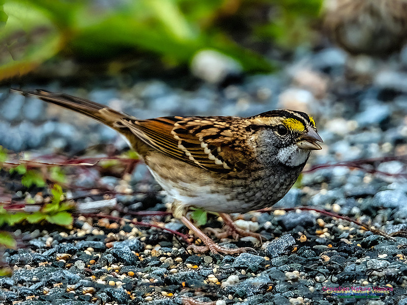 White-throated Sparrow 101