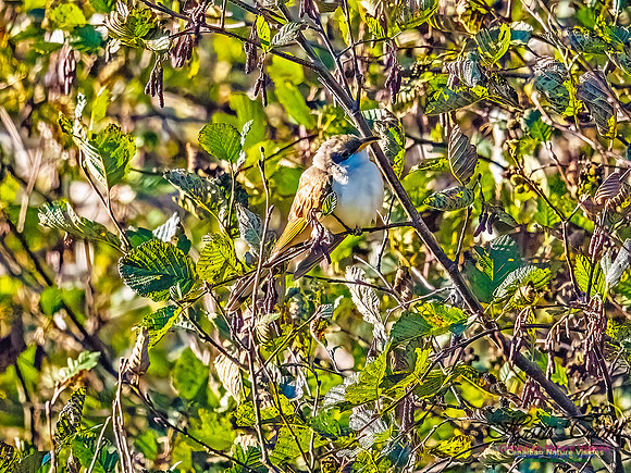 Yellow-billed Cuckoo 105