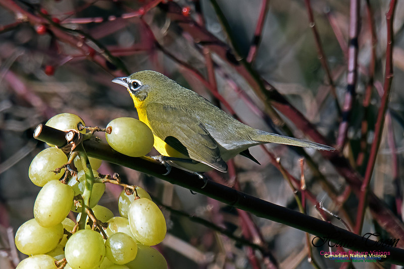 Yellow-breasted Chat