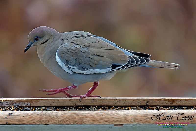 White-winged Dove