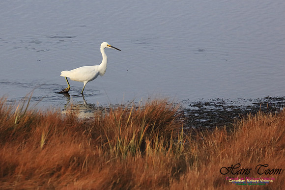 Snowy Egret 1010