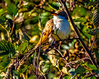 Edited Yellow-billed Cuckoo