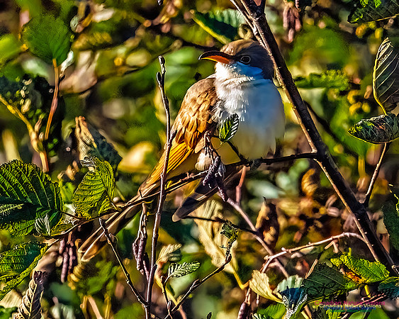 Yellow-billed Cuckoo 112a