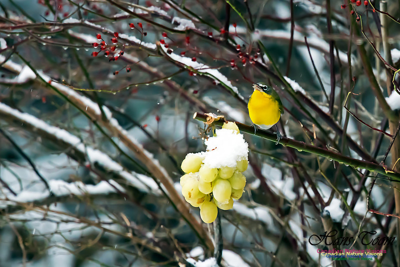 Yellow-breasted Chat