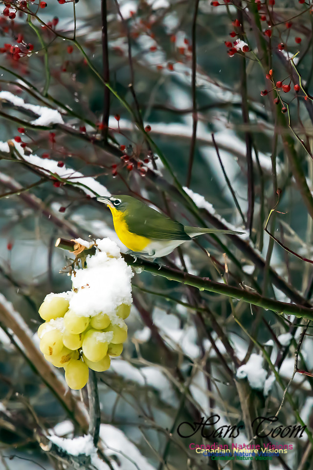Yellow-breasted Chat