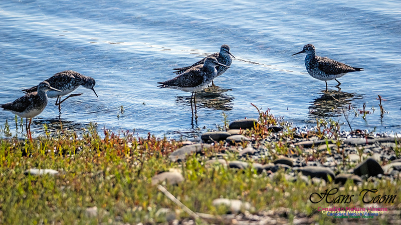 Lesser Yellowlegs 104