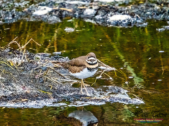Killdeer 102